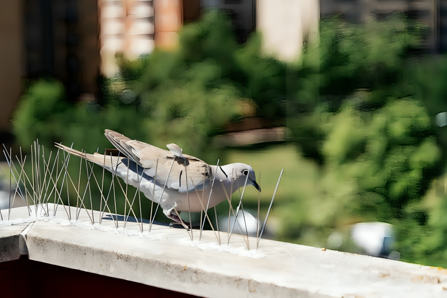 Bird proofing in San Jose, CA