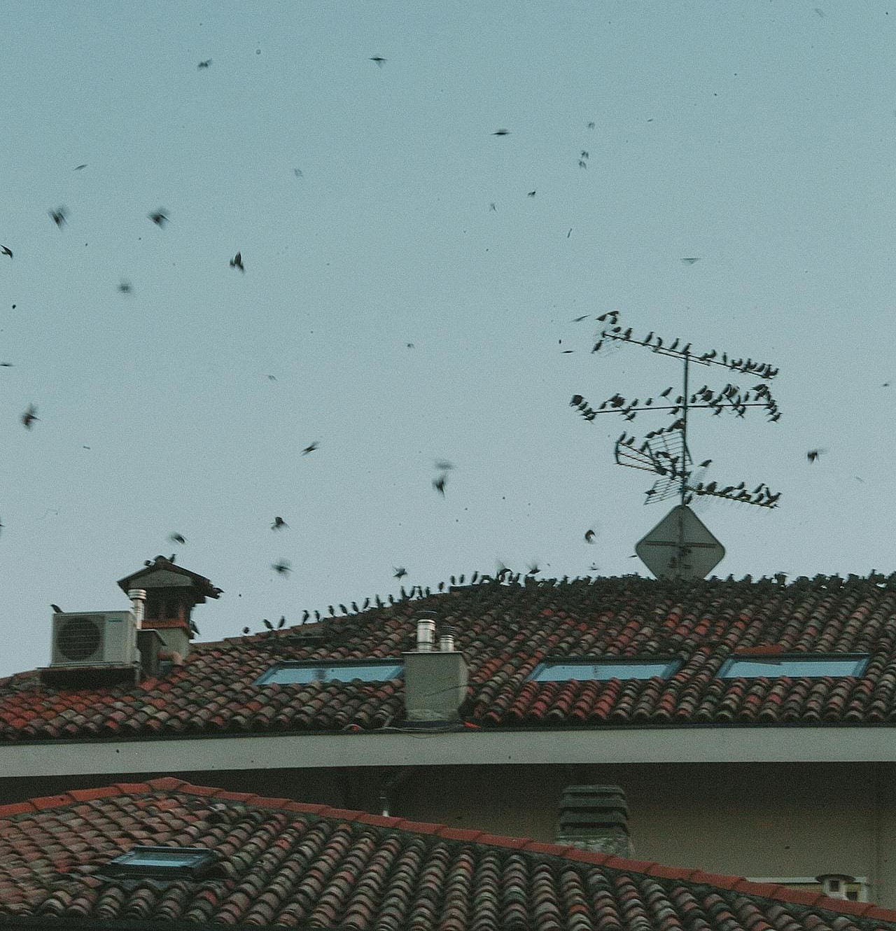Pigeons on roof before the installation of bird proofing system in Santa Cruz, CA.