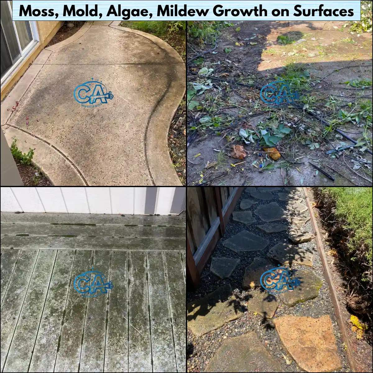 Different exterior surfaces with moss, mold, and algae growth.